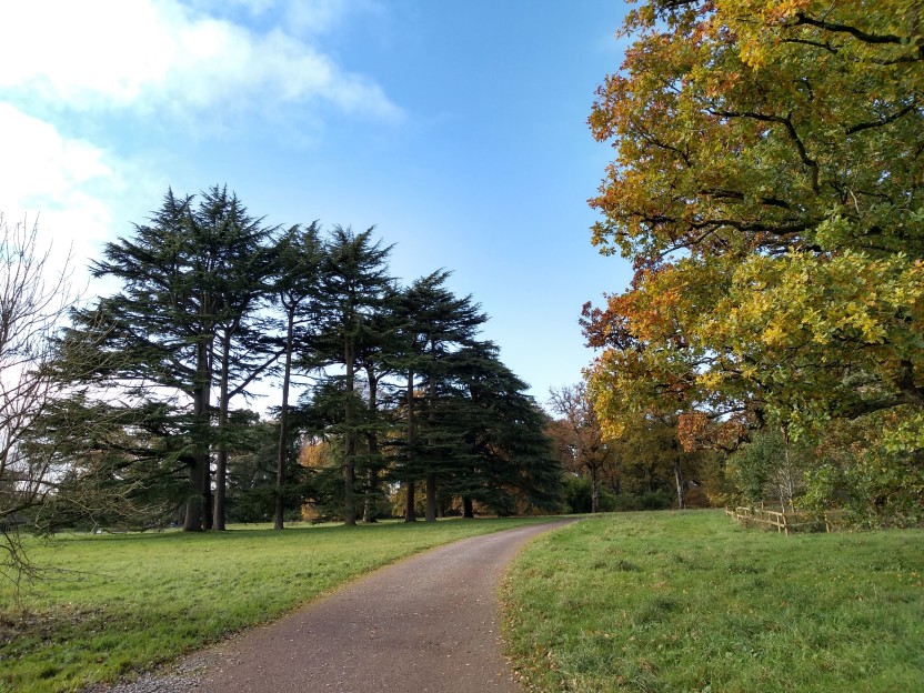 Cedars